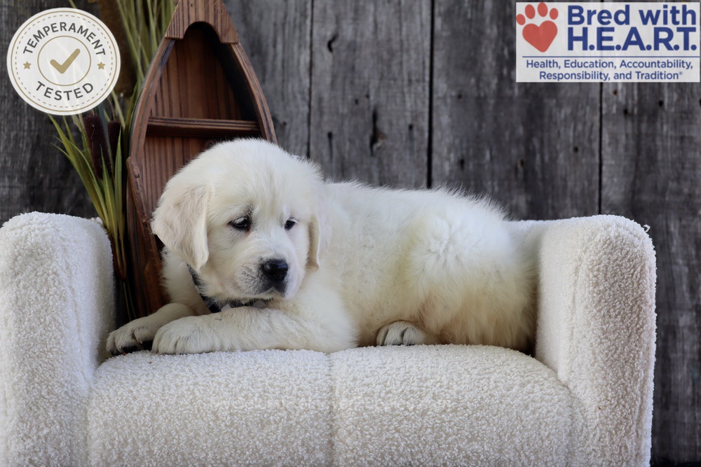River Image of River, a Golden Retriever puppy