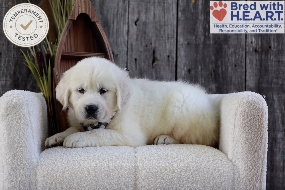 River Image of River, a Golden Retriever puppy