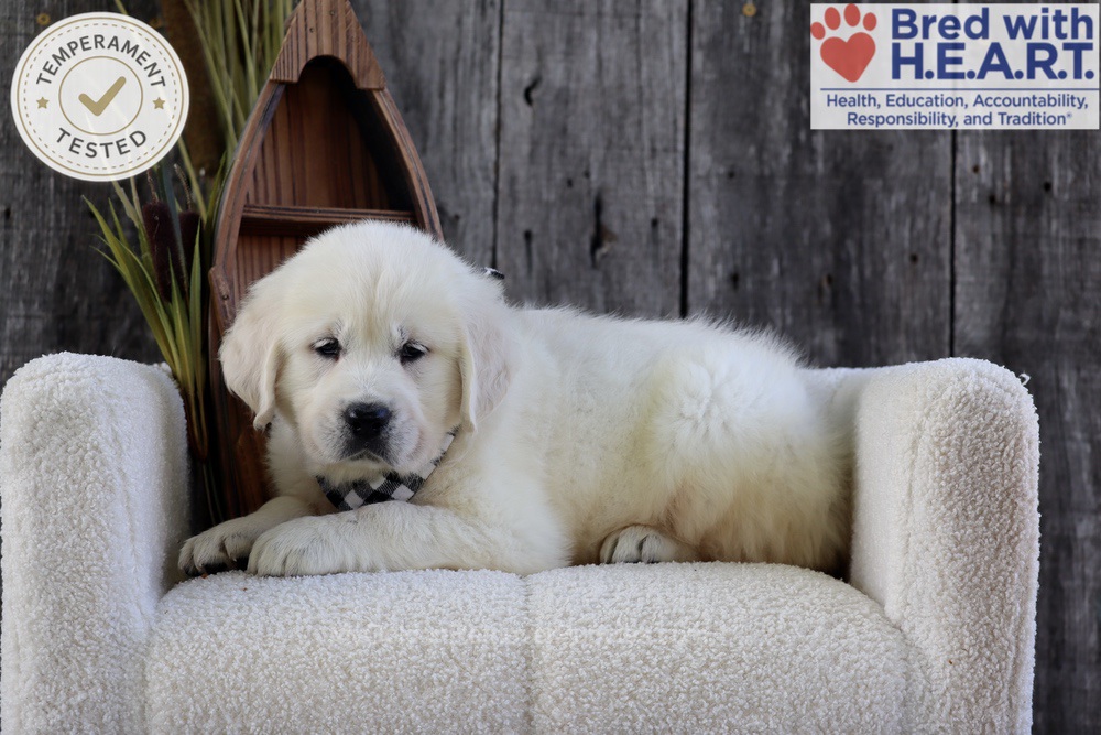 River Image of River, a Golden Retriever puppy