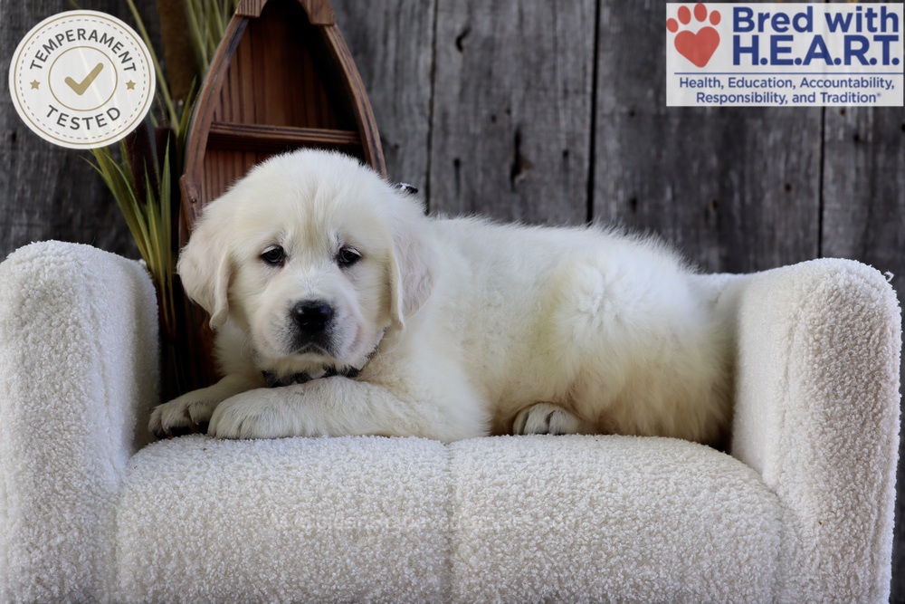 River Image of River, a Golden Retriever puppy