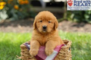 Image of Saffron, a Golden Retriever puppy