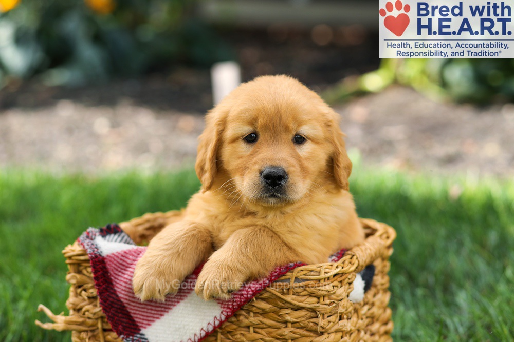 Sage Image of Sage, a Golden Retriever puppy