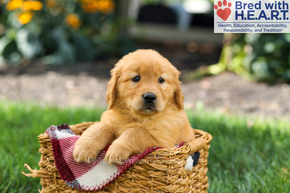 Sage Image of Sage, a Golden Retriever puppy