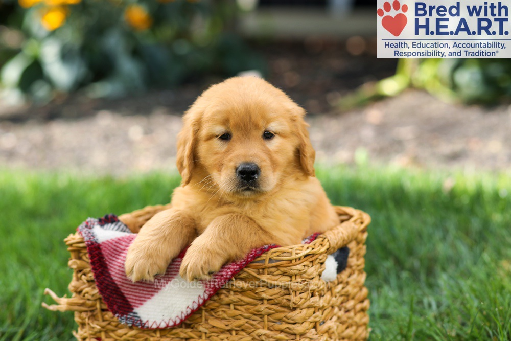 Sage Image of Sage, a Golden Retriever puppy
