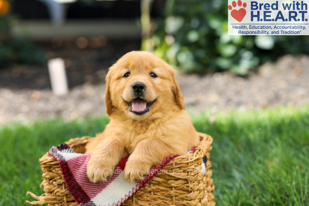 Sage Image of Sage, a Golden Retriever puppy