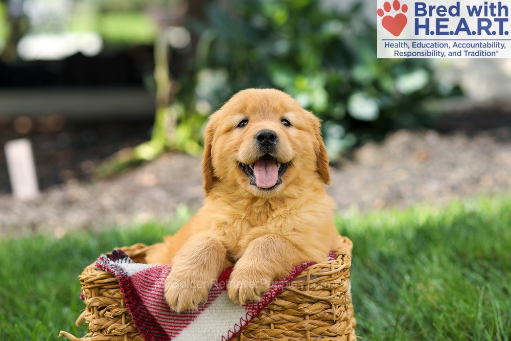 Sage Image of Sage, a Golden Retriever puppy