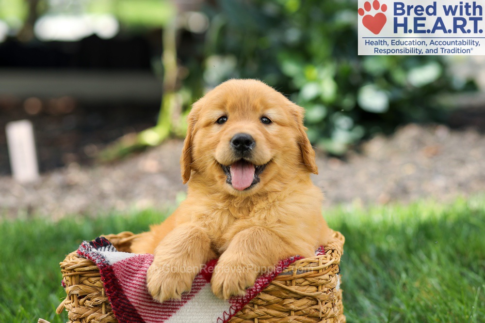 Sage Image of Sage, a Golden Retriever puppy