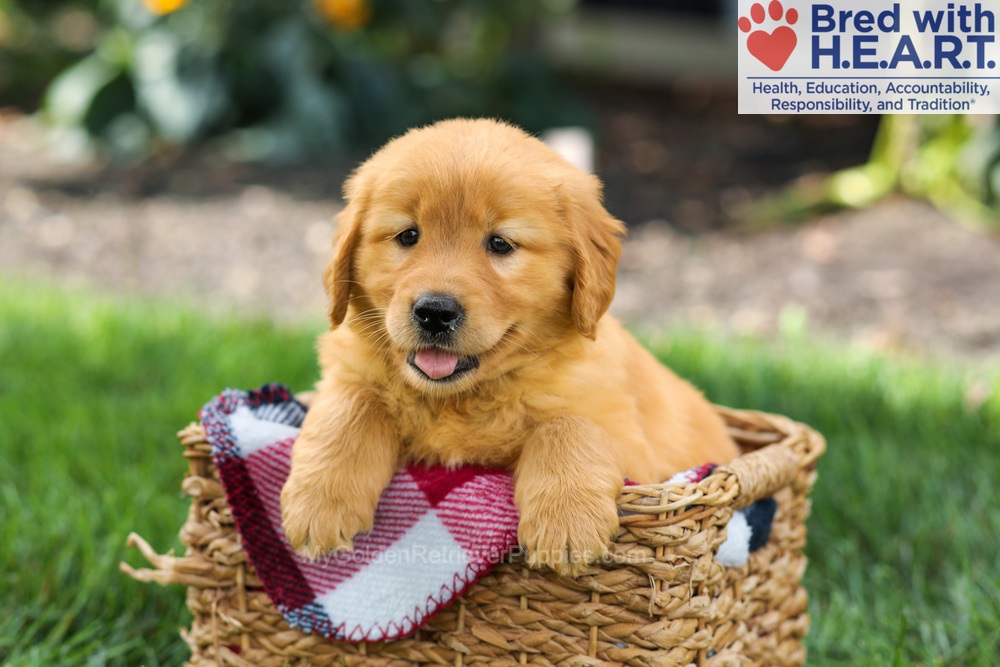 Sage Image of Sage, a Golden Retriever puppy
