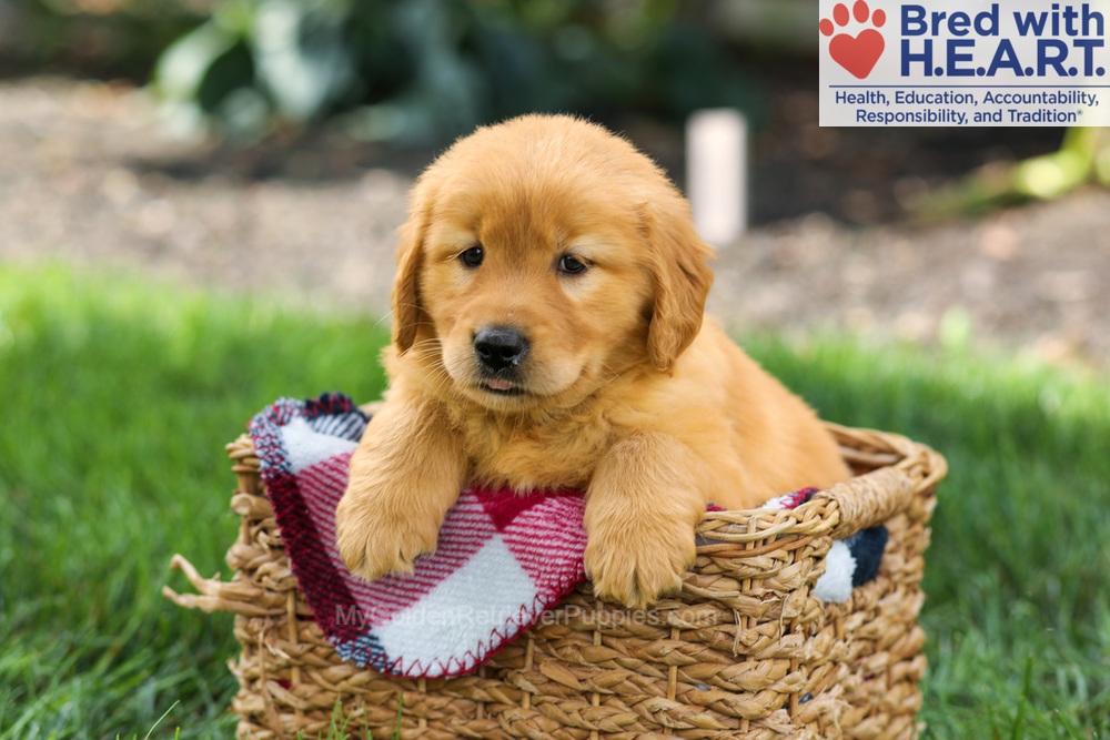 Sage Image of Sage, a Golden Retriever puppy