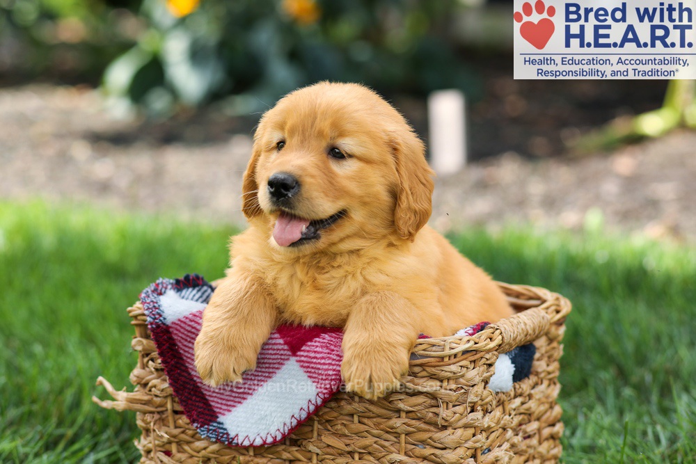 Sage Image of Sage, a Golden Retriever puppy