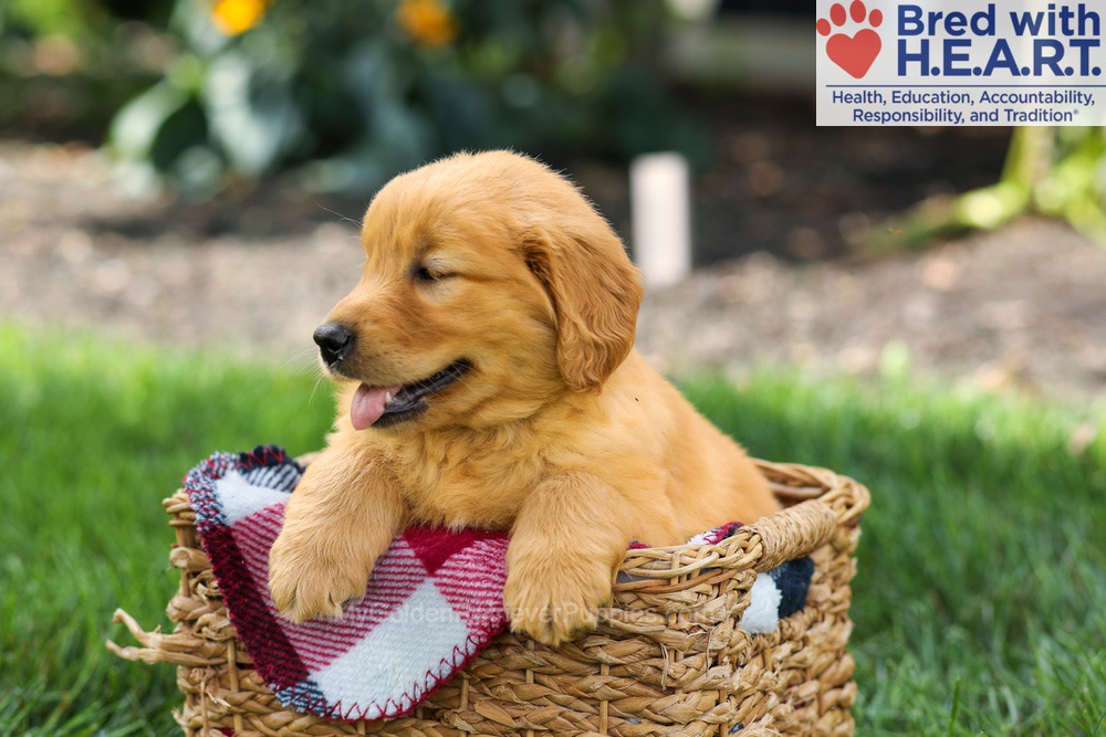 Sage Image of Sage, a Golden Retriever puppy