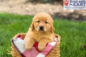 Image of Salem, a Golden Retriever puppy