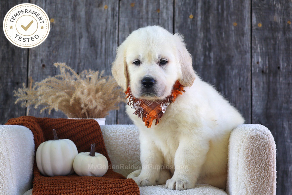 Scoops Image of Scoops, a Golden Retriever puppy
