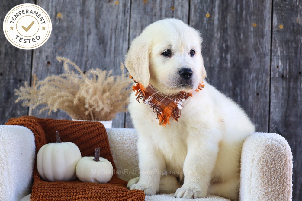 Scoops Image of Scoops, a Golden Retriever puppy