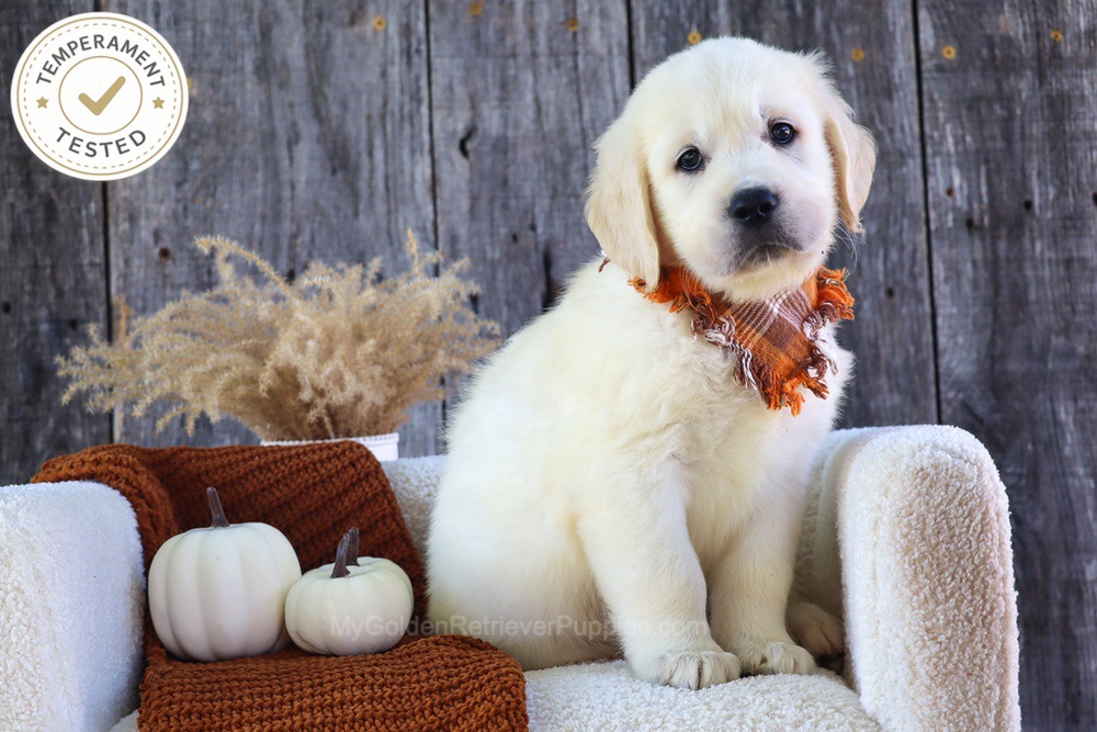 Scoops Image of Scoops, a Golden Retriever puppy