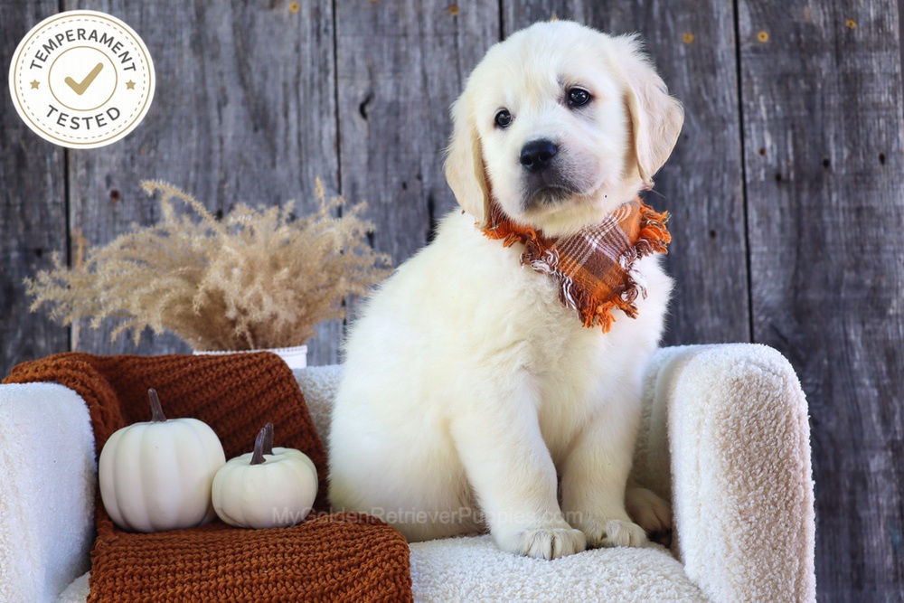Scoops Image of Scoops, a Golden Retriever puppy