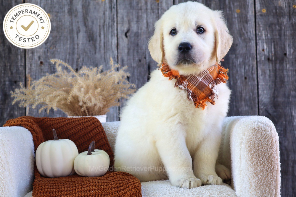 Scoops Image of Scoops, a Golden Retriever puppy