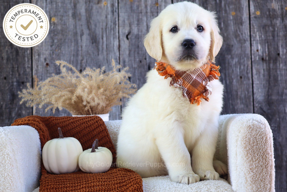 Scoops Image of Scoops, a Golden Retriever puppy