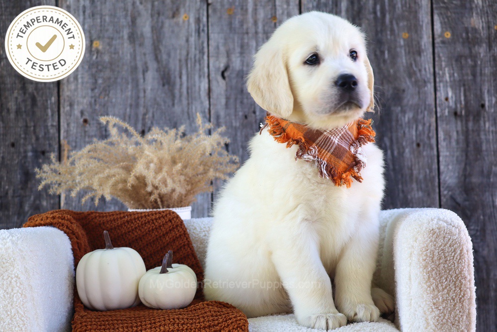 Scoops Image of Scoops, a Golden Retriever puppy
