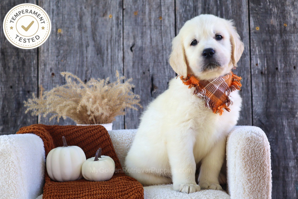 Scoops Image of Scoops, a Golden Retriever puppy