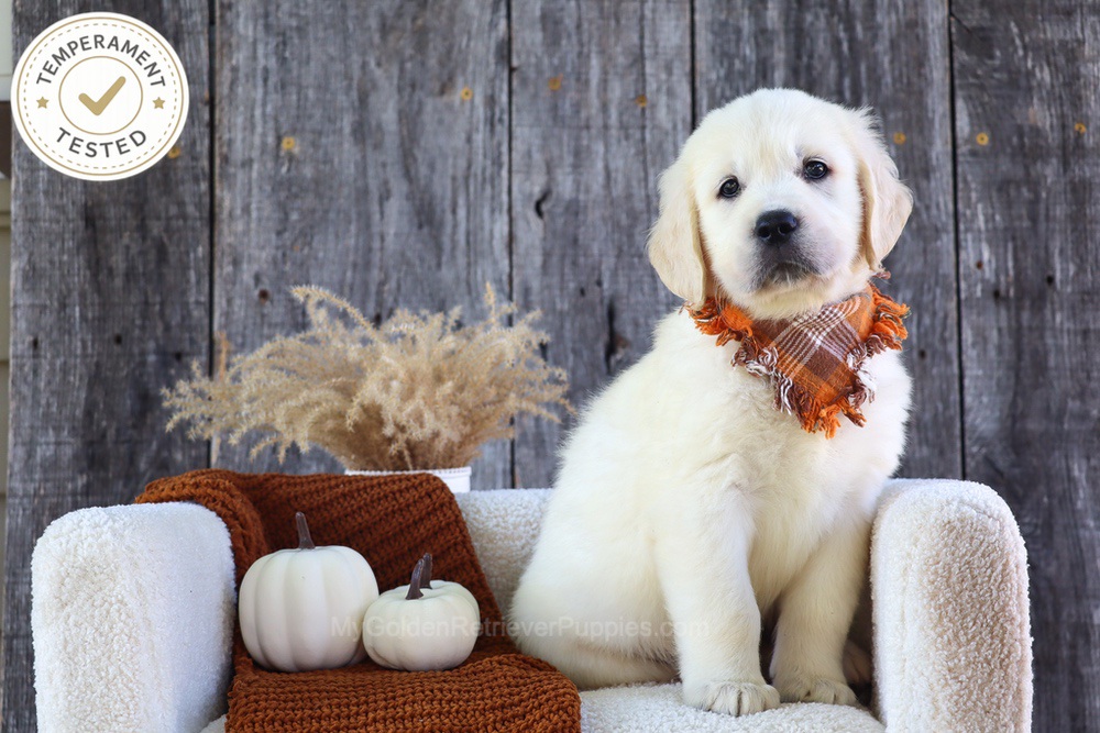 Scoops Image of Scoops, a Golden Retriever puppy