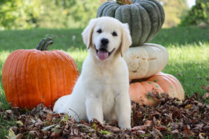 Scoops Image of Scoops, a Golden Retriever puppy