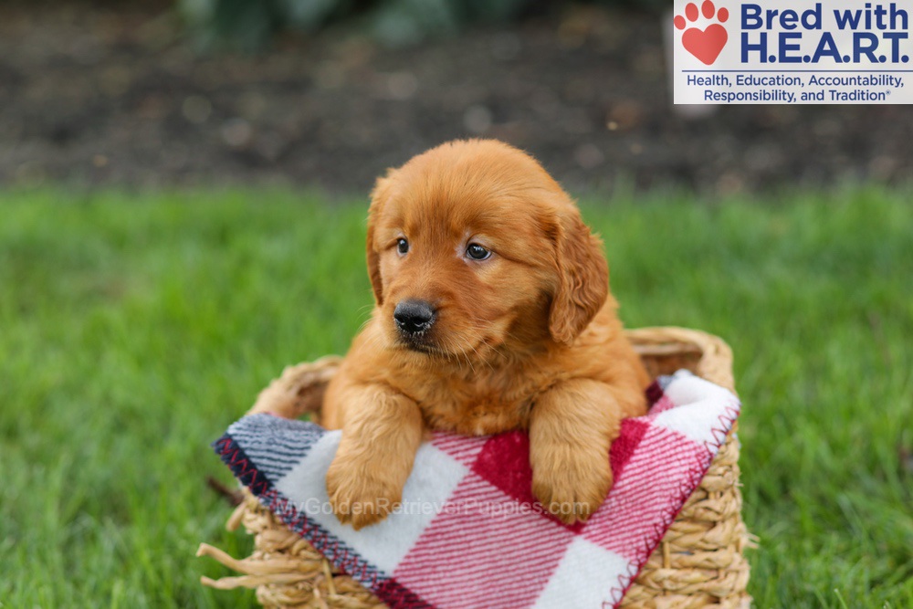 Scout Image of Scout, a Golden Retriever puppy