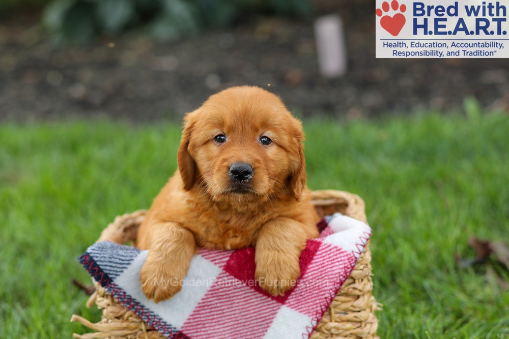 Scout Image of Scout, a Golden Retriever puppy
