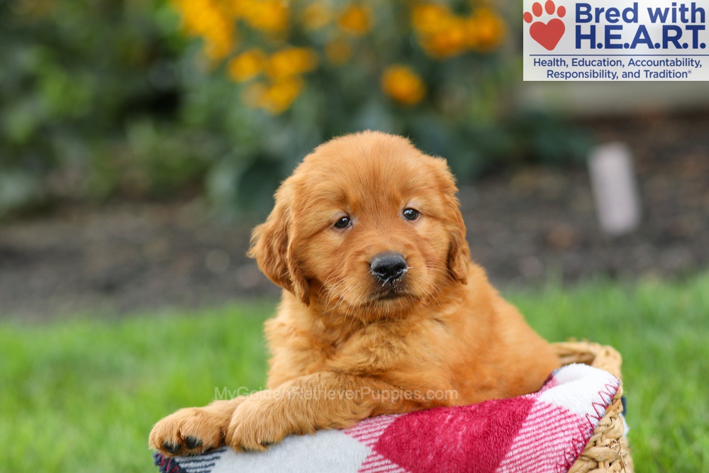 Scout Image of Scout, a Golden Retriever puppy