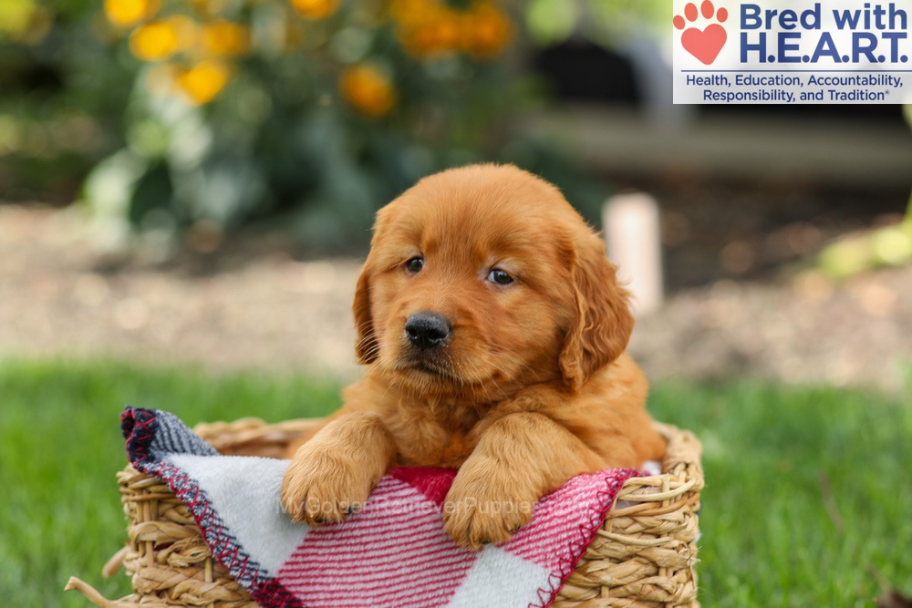 Scout Image of Scout, a Golden Retriever puppy