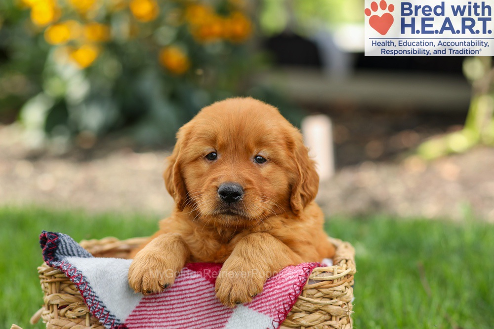 Scout Image of Scout, a Golden Retriever puppy