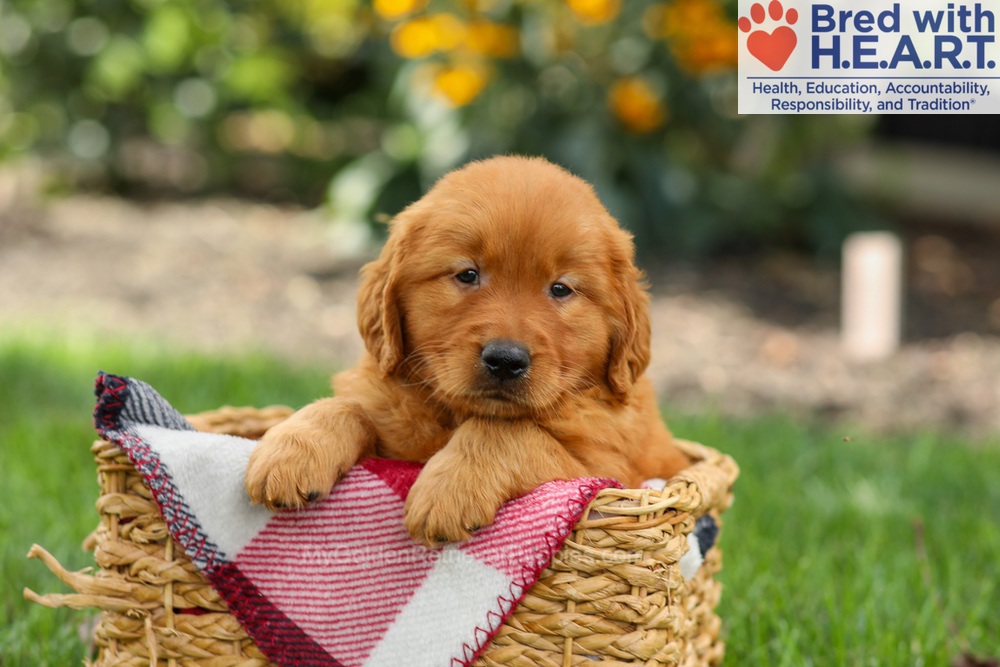Scout Image of Scout, a Golden Retriever puppy