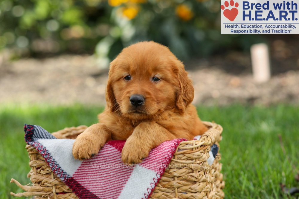 Scout Image of Scout, a Golden Retriever puppy