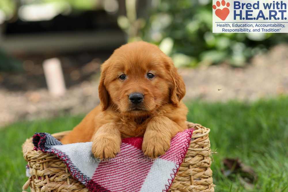 Scout Image of Scout, a Golden Retriever puppy