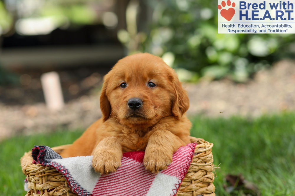 Scout Image of Scout, a Golden Retriever puppy