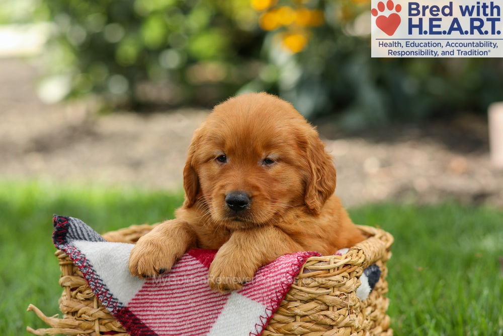 Scout Image of Scout, a Golden Retriever puppy