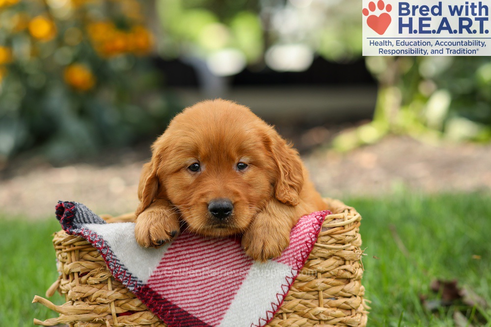 Scout Image of Scout, a Golden Retriever puppy
