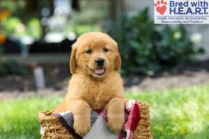 Image of Sky, a Golden Retriever puppy