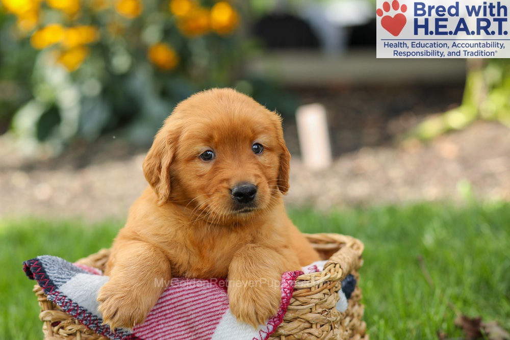 Spencer Image of Spencer, a Golden Retriever puppy