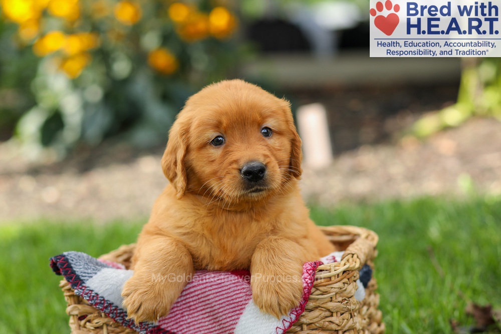 Spencer Image of Spencer, a Golden Retriever puppy