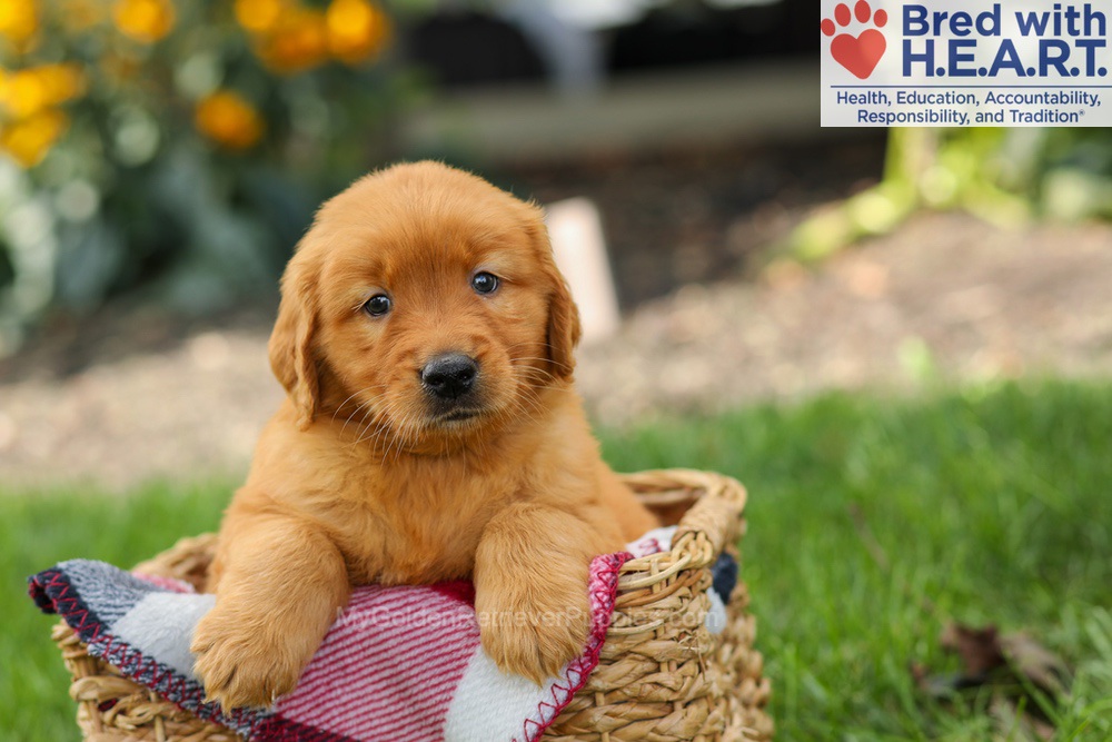 Spencer Image of Spencer, a Golden Retriever puppy