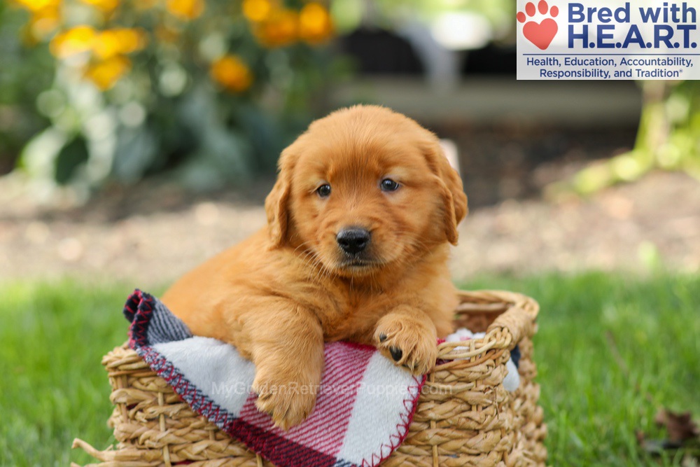 Spencer Image of Spencer, a Golden Retriever puppy