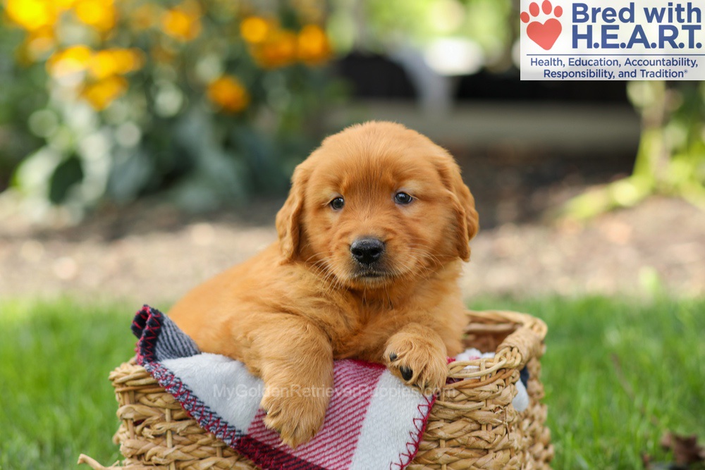 Spencer Image of Spencer, a Golden Retriever puppy
