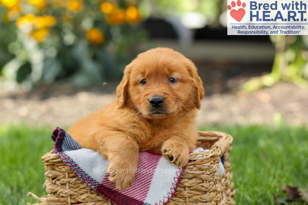 Spencer Image of Spencer, a Golden Retriever puppy