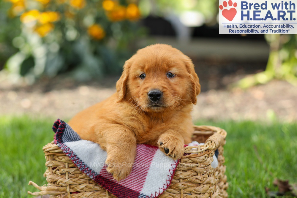 Spencer Image of Spencer, a Golden Retriever puppy