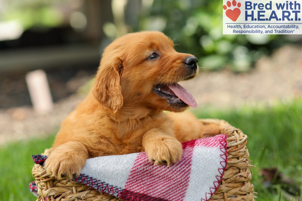 Spencer Image of Spencer, a Golden Retriever puppy