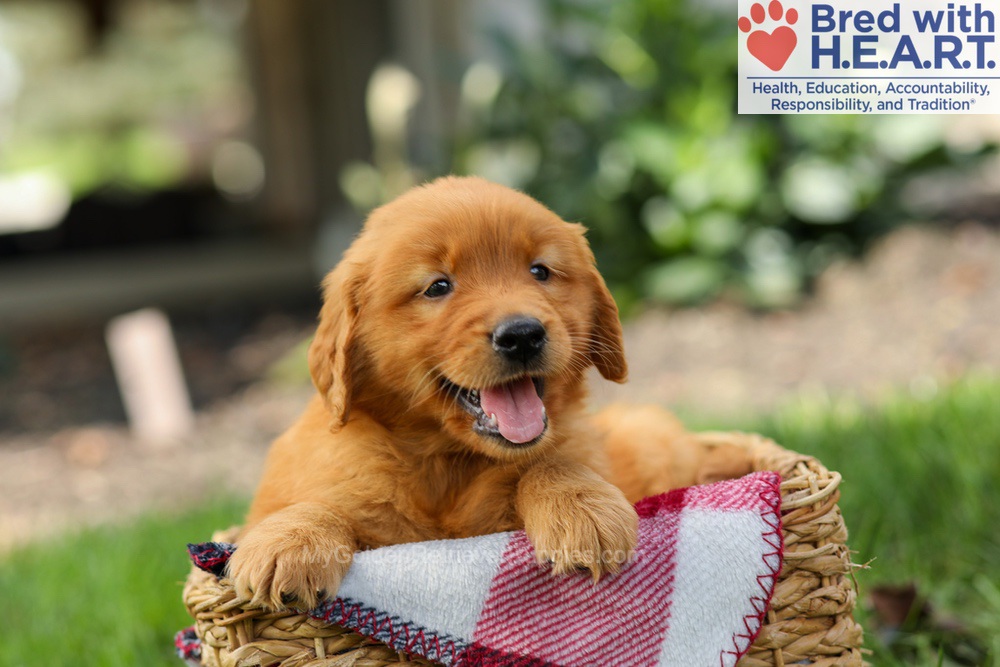 Spencer Image of Spencer, a Golden Retriever puppy