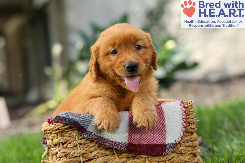 Spencer Image of Spencer, a Golden Retriever puppy