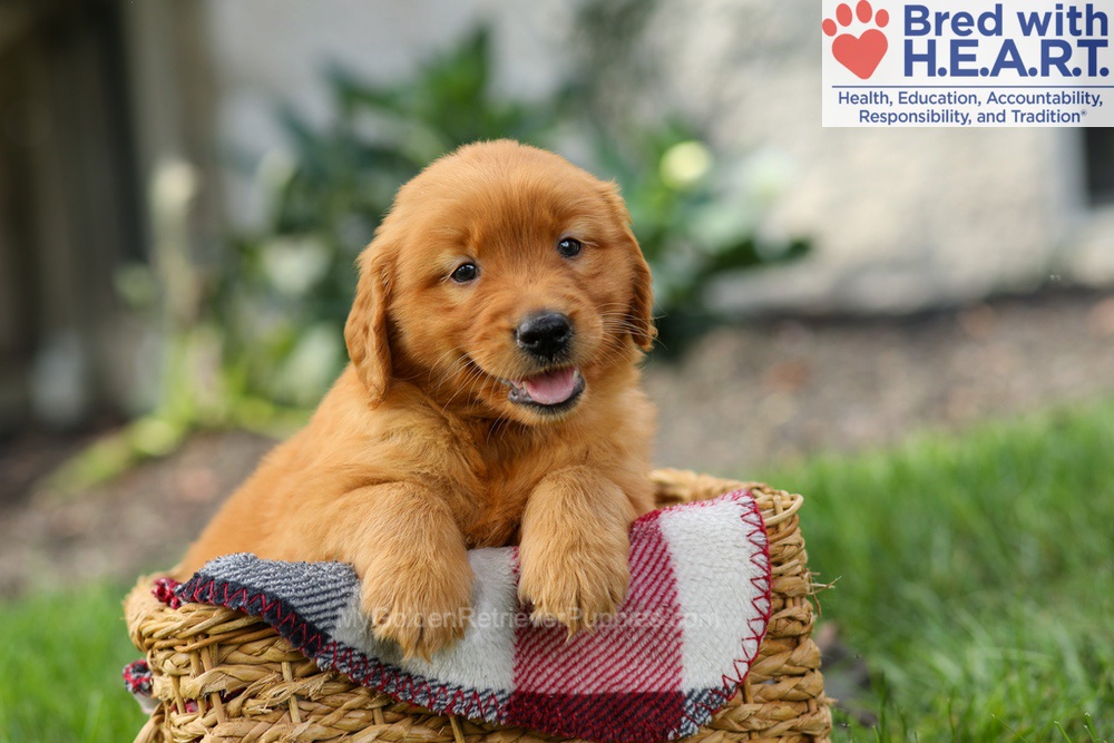 Spencer Image of Spencer, a Golden Retriever puppy