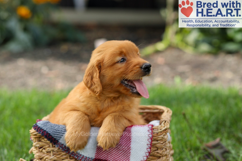 Spencer Image of Spencer, a Golden Retriever puppy